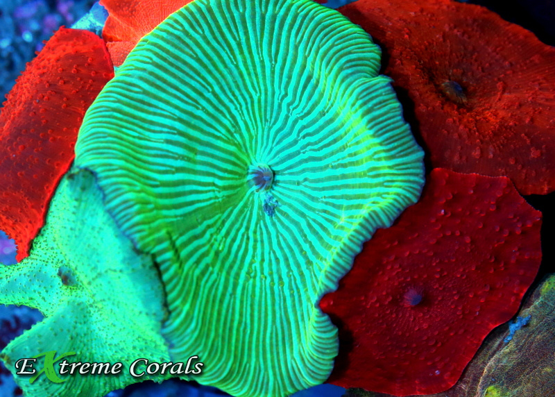 soft coral mushroom