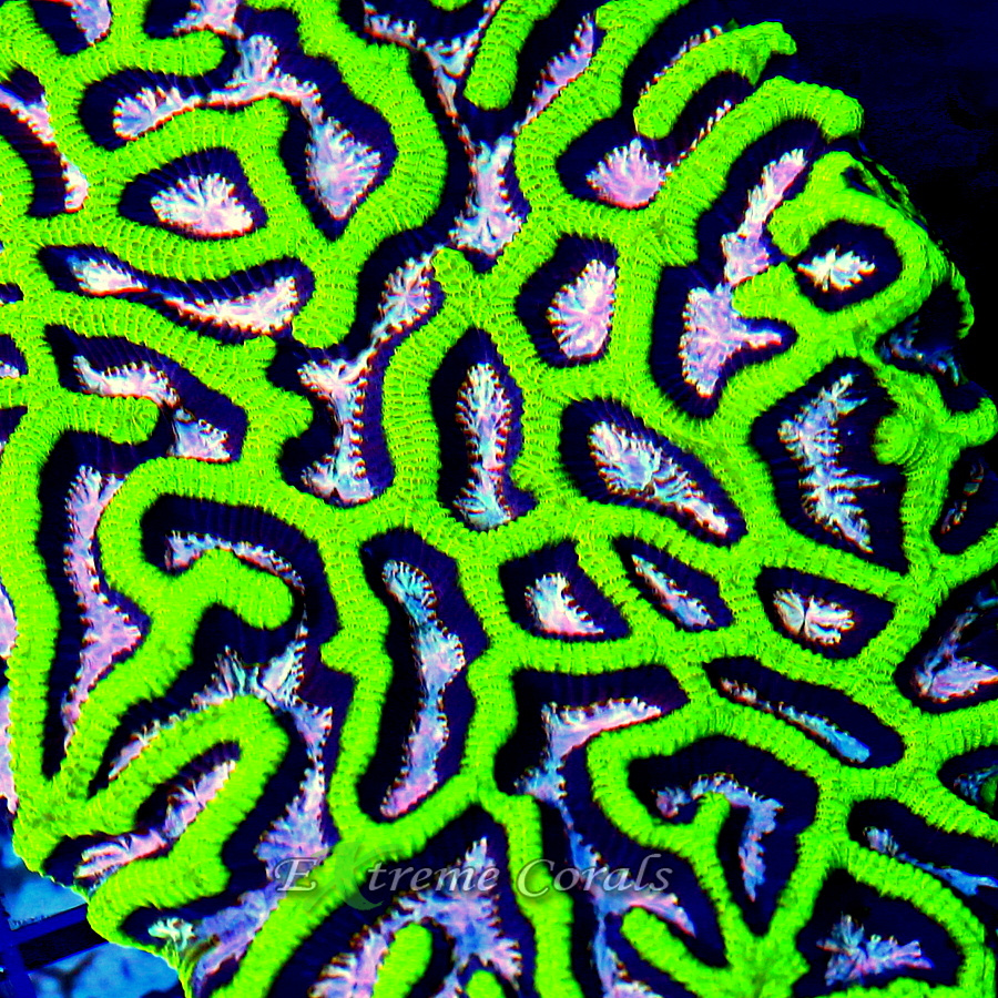 Platygyra Coral