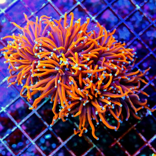 The Hidden Lives of Coral Predators: What to Watch For in Your Tank