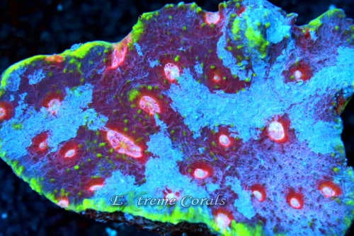 Extreme Corals Echinophyllia Chalice
