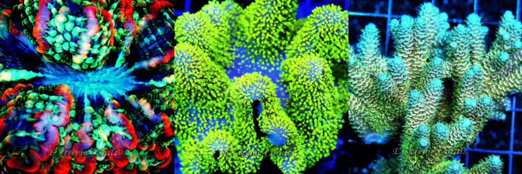Overview of Coral Types and Care Guidelines