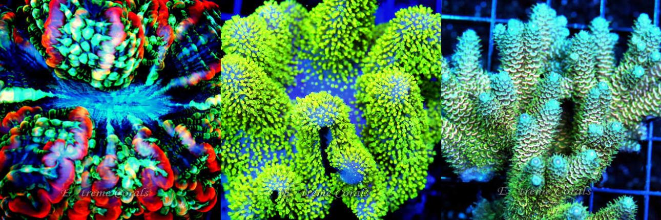 Extreme Corals Coral Collection LPS, SPS, Soft