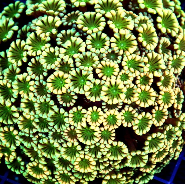 Care Requirements of Alveopora in Home Reef Aquariums