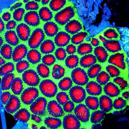 Care Requirements of Favia in Home Reef Aquariums