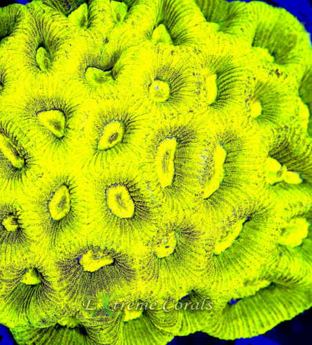Care Requirements of Goniastrea in Home Reef Aquariums