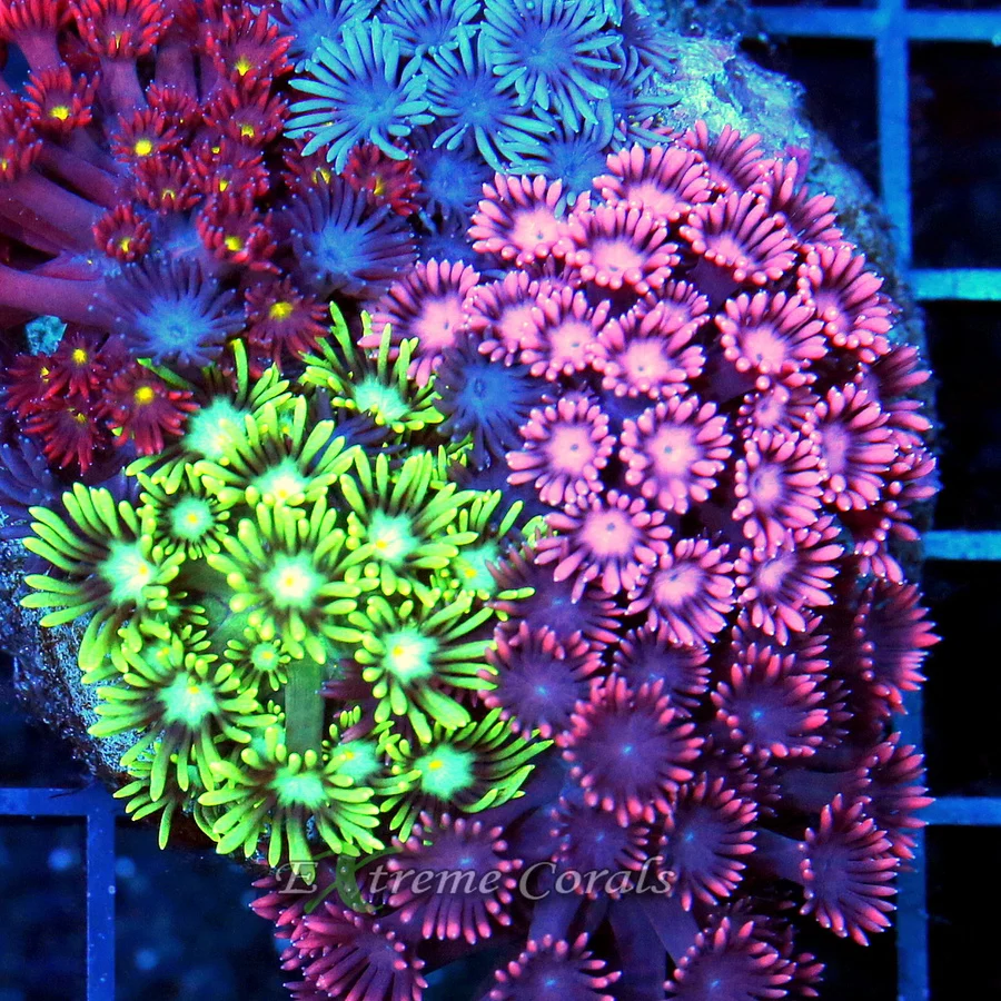 Care Requirements of Goniopora in Home Reef Aquariums