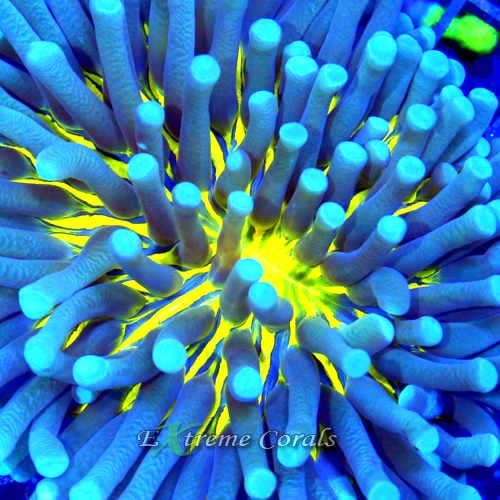 Care Requirements of Heliofungia in Home Reef Aquariums