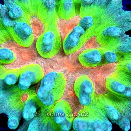 Care Requirements of Pectinia in Home Reef Aquariums