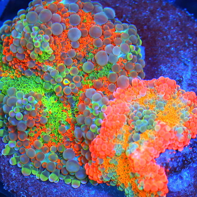 Care Requirements of Ricordia in Home Reef Aquariums