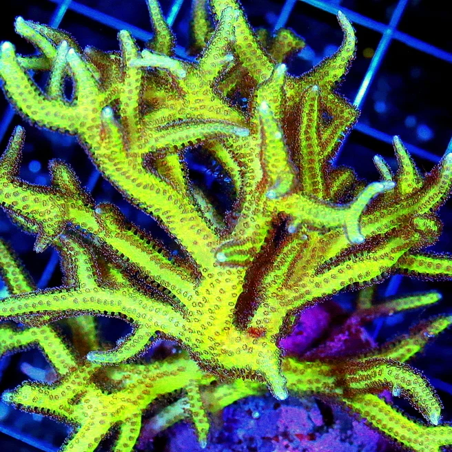 Care Requirements of Seriatopora in Home Reef Aquariums