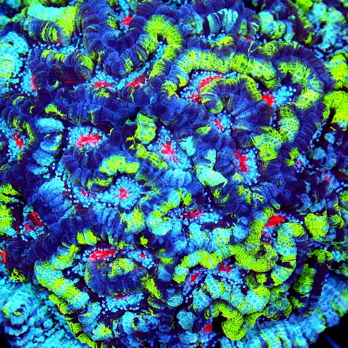 Care Requirements of Symphyllia Wilsoni in Home Reef Aquariums