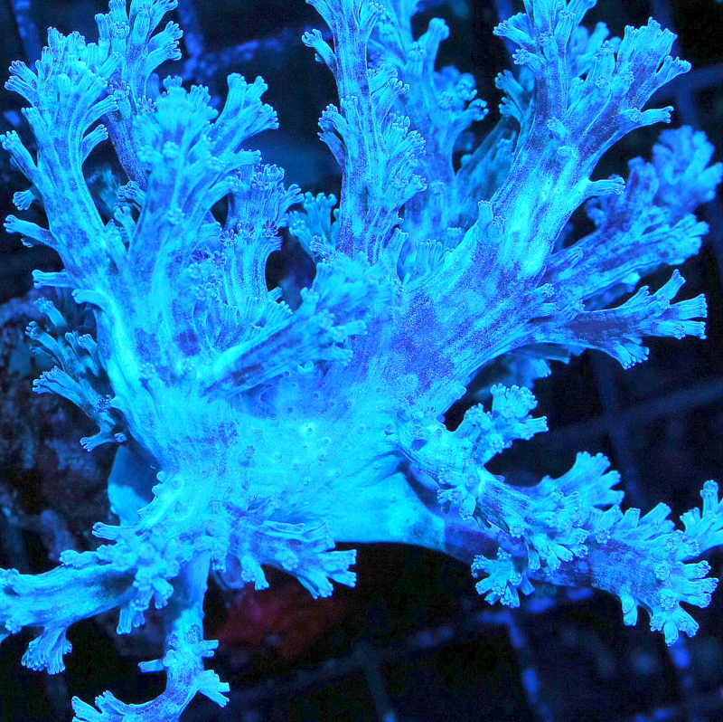 Extreme Corals Xenia