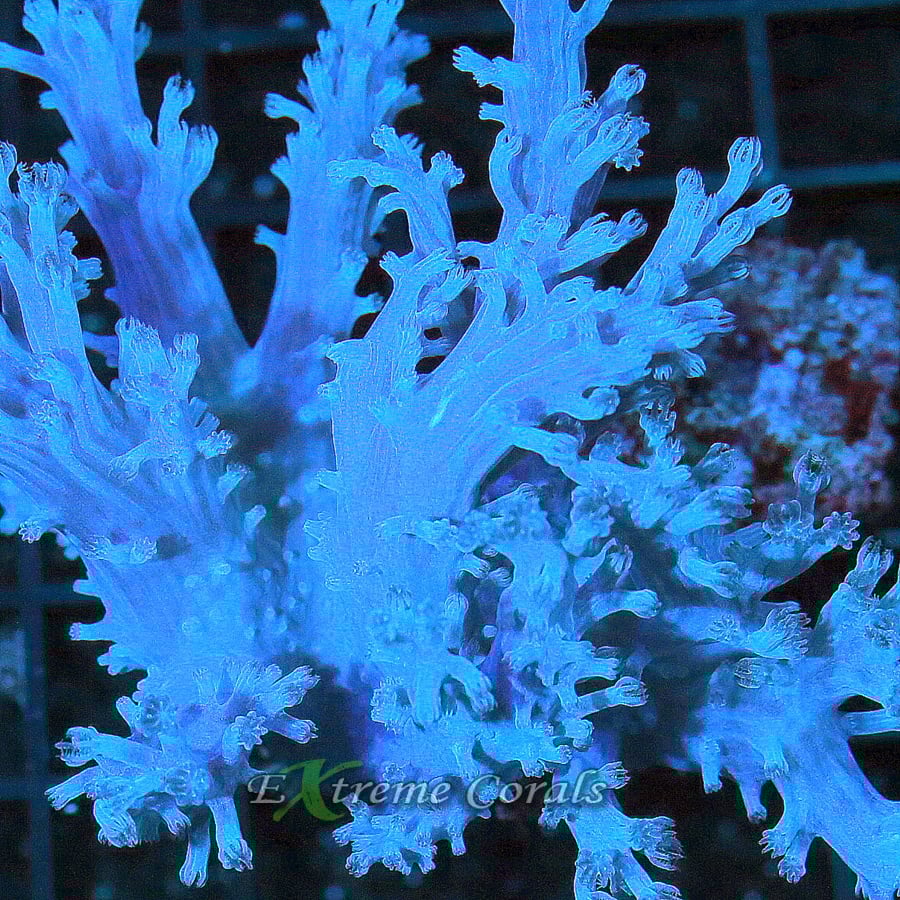 Xenia Coral From Extreme Corals