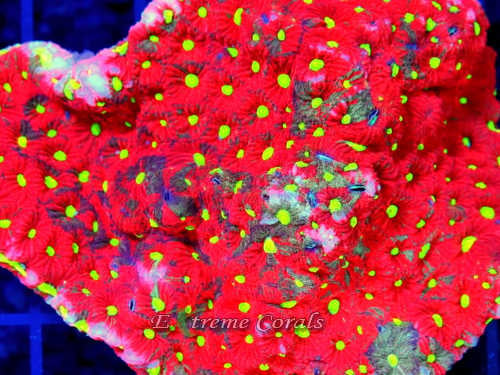 Extreme Corals Favites