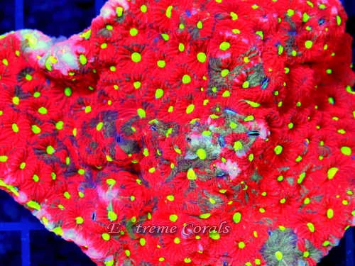 Care Requirements of Favites in Home Reef Aquariums