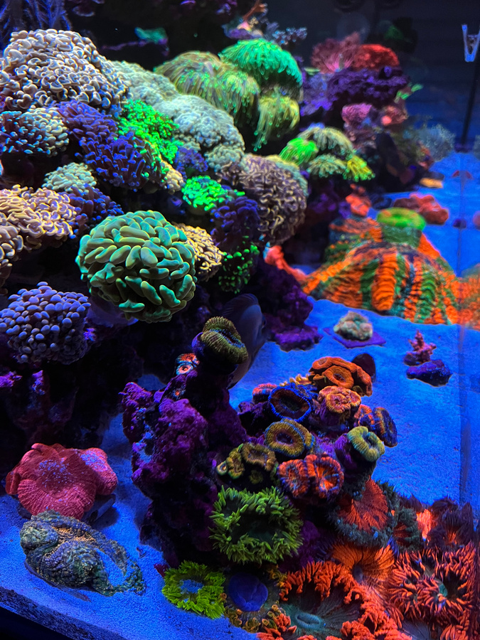 Reef Tank Photo