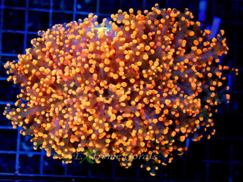 Extreme Corals Frogspawn