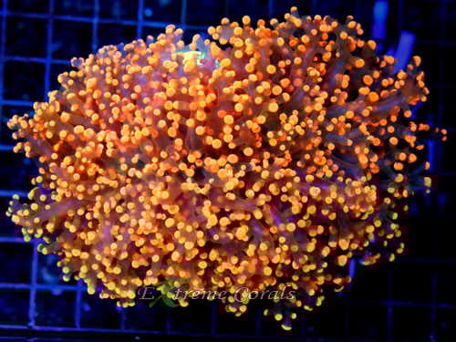 Care Requirements of Frogspawn Coral in Home Reef Aquariums