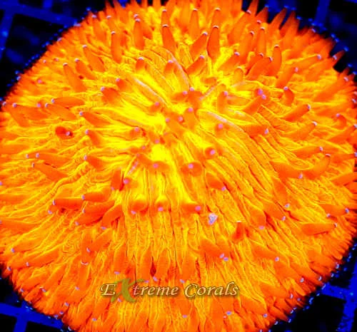 Care Requirements of Fungia Plate Coral in Home Reef Aquariums