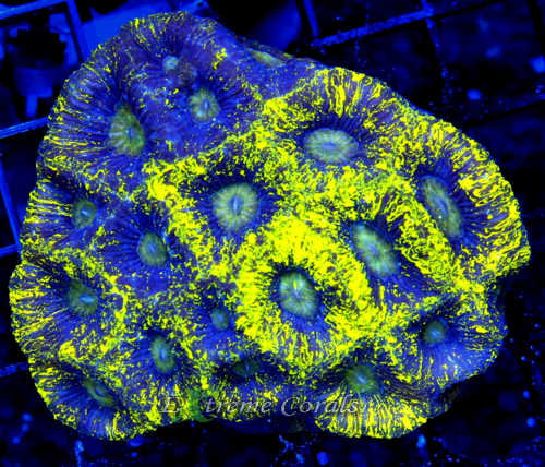 Extreme Corals Goniastrea