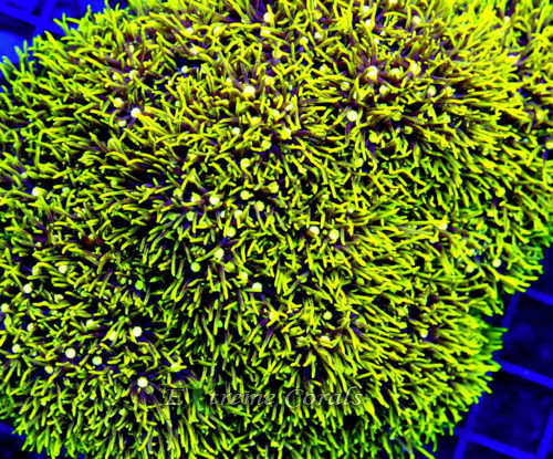 Extreme Corals Green Star Polyps Coral