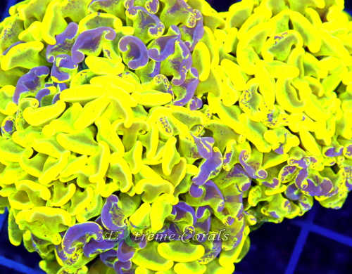 Care Requirements of Hammer Coral in Home Reef Aquariums