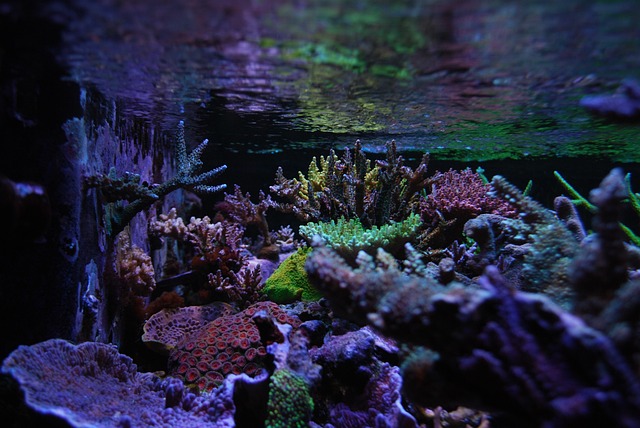 Reef tank featuring Extreme Corals