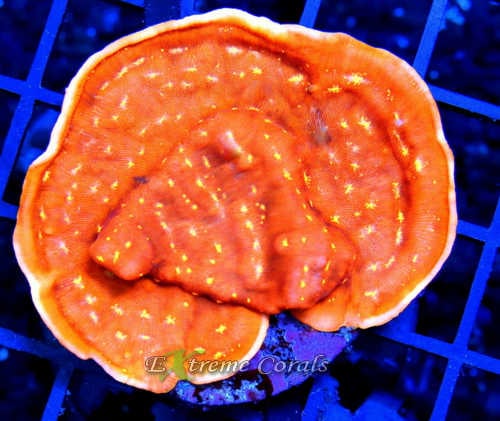 Leptoseris Extreme Corals