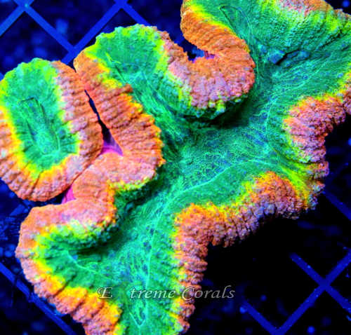 Extreme Corals Lobophyllia