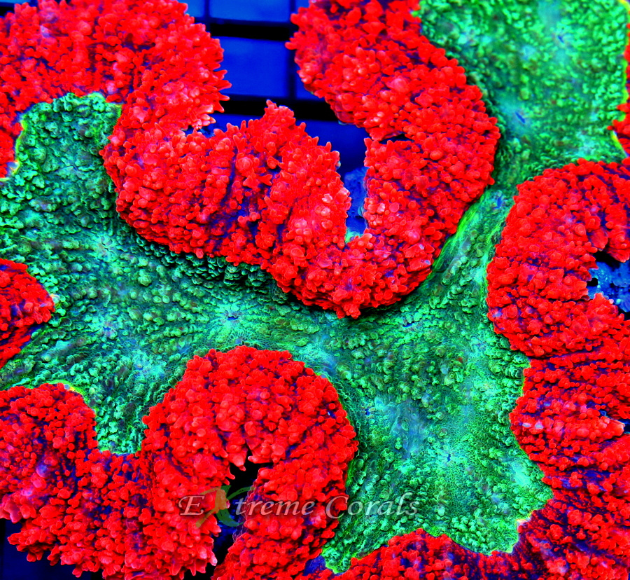 Extreme Corals Lobophyllia