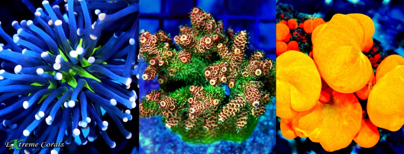 The Three Main Types of Coral: Which is the Best for You?