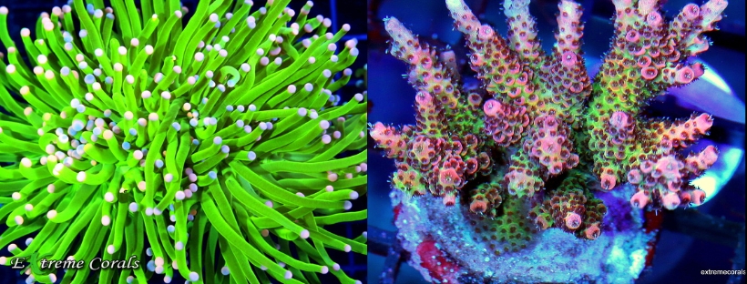 What Are the Differences Between LPS and SPS Corals?
