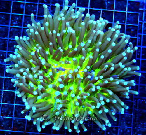Extreme Corals Long Tentacle Plate Coral