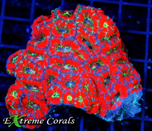 Micromussa Coral