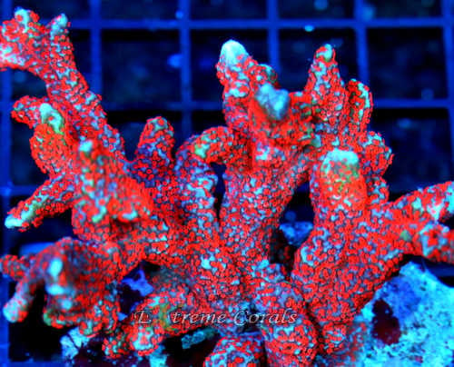 Montipora From Extreme Corals