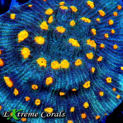 Extreme Corals Mycedium