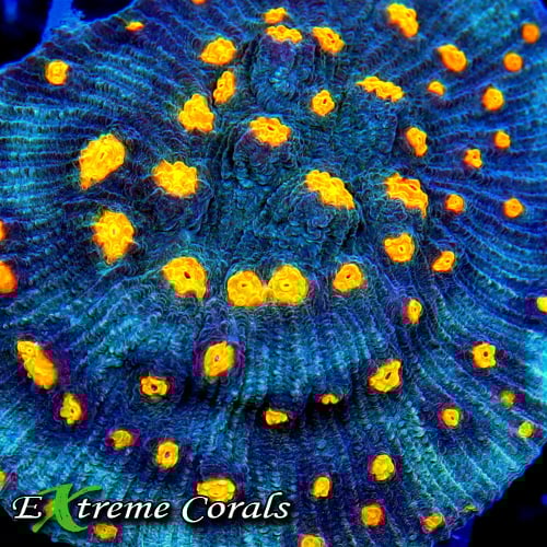 Care Requirements of Mycedium in Home Reef Aquariums