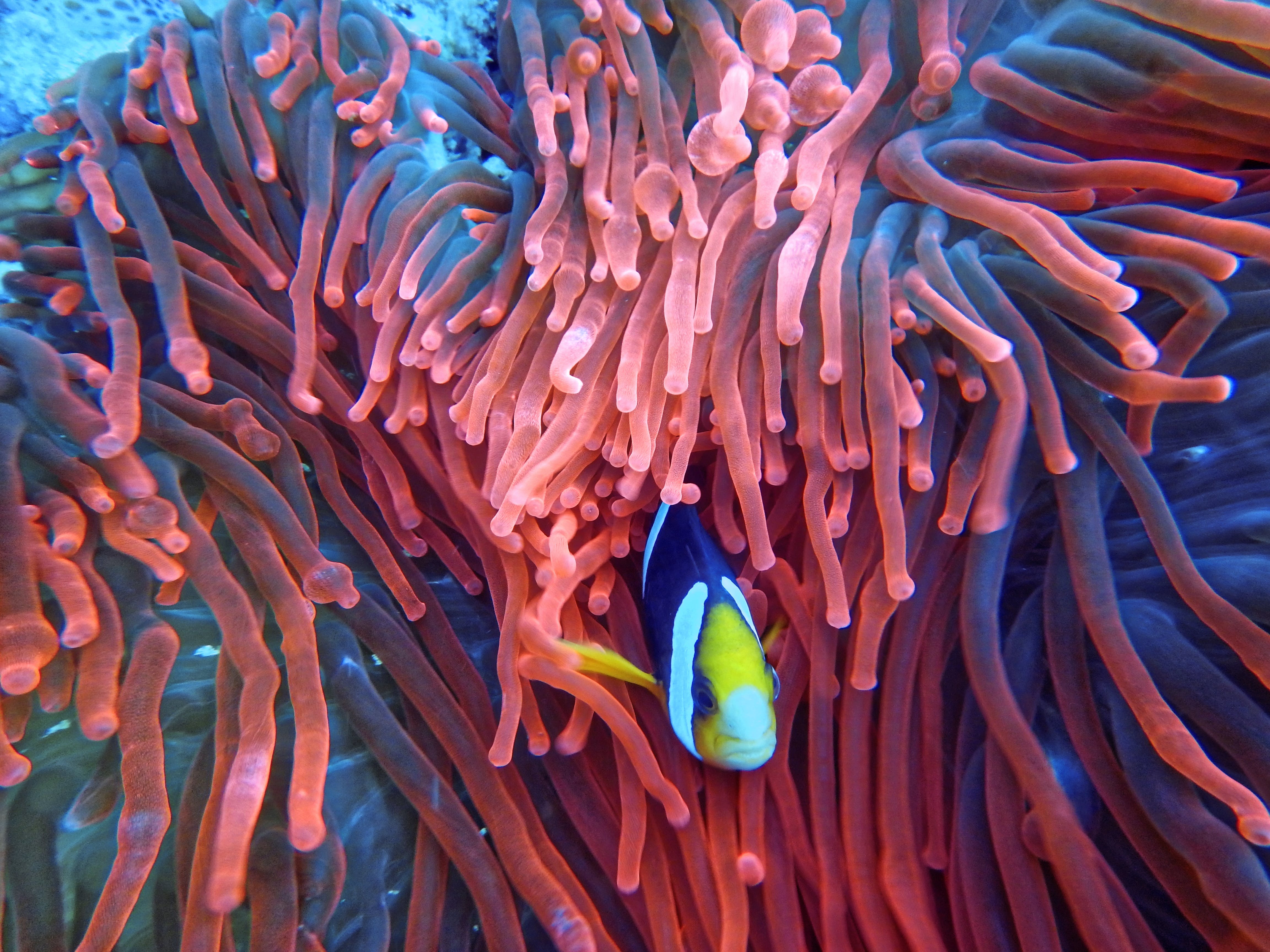 Euphyllia Coral with a Clown Fish