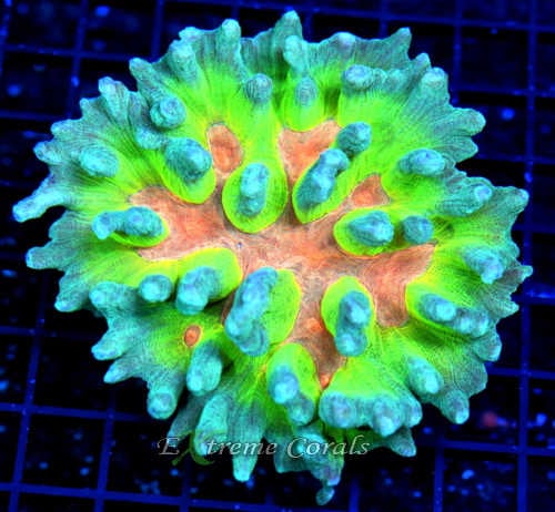 Extreme Corals Pectinia Coral