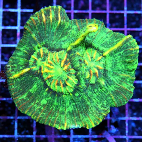 Care Requirements of Pectinia Coral in Home Reef Aquariums