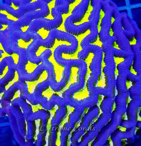 Care Requirements of Platygyra in Home Reef Aquariums