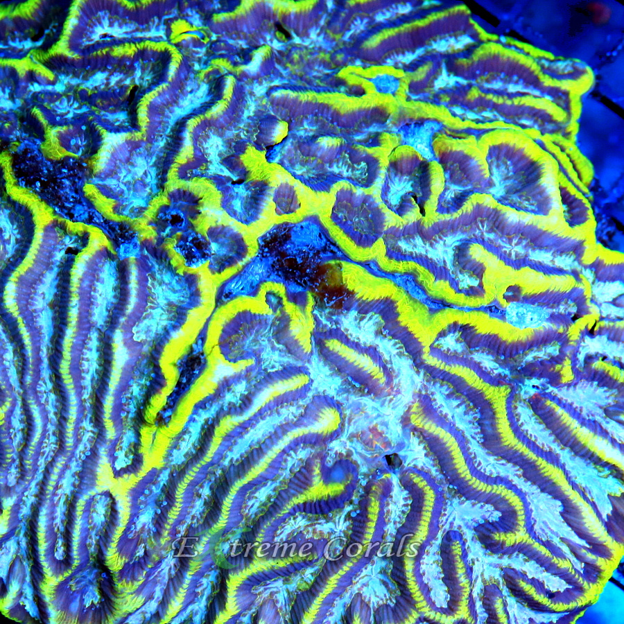 Extreme Corals Platygyra