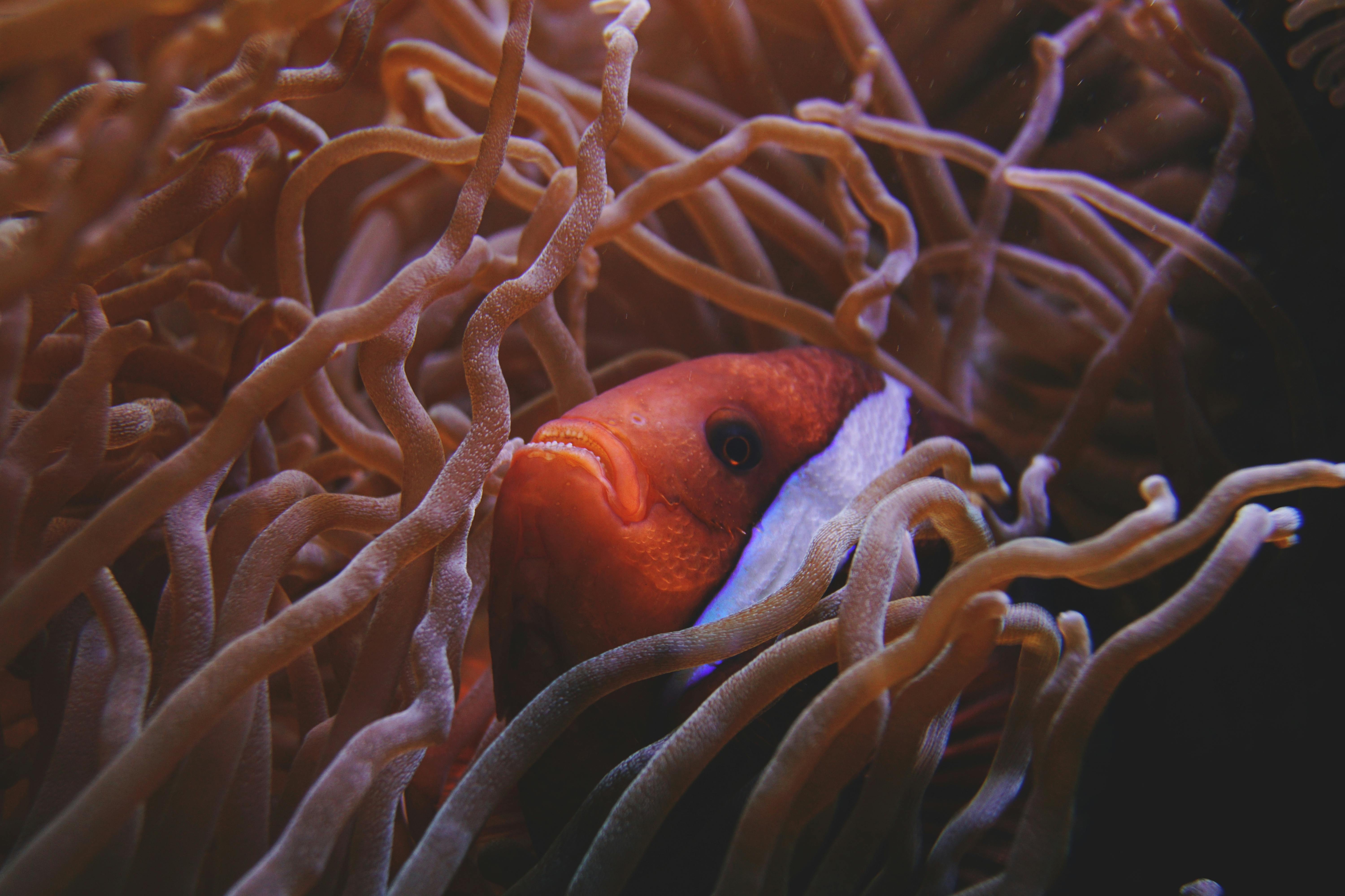 Clownfish