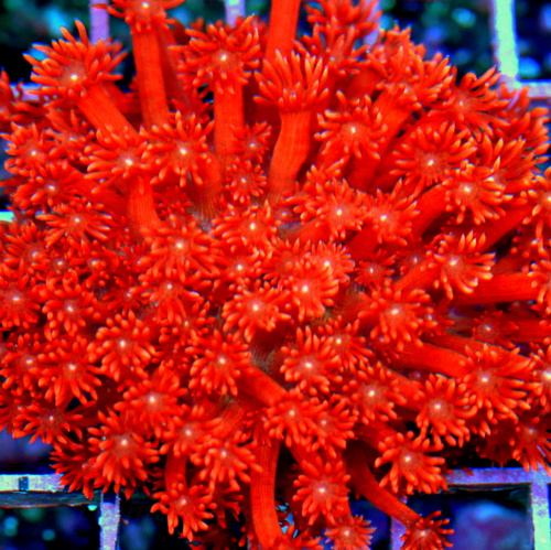 Extreme Corals How to Buy Healthy Corals Online: What to Look for Before Ordering for Your Reef Tank