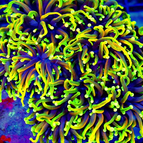 Extreme Corals How to Dip New Corals Before Adding Them to Your Reef Tank: A Practical Pest Prevention Guide