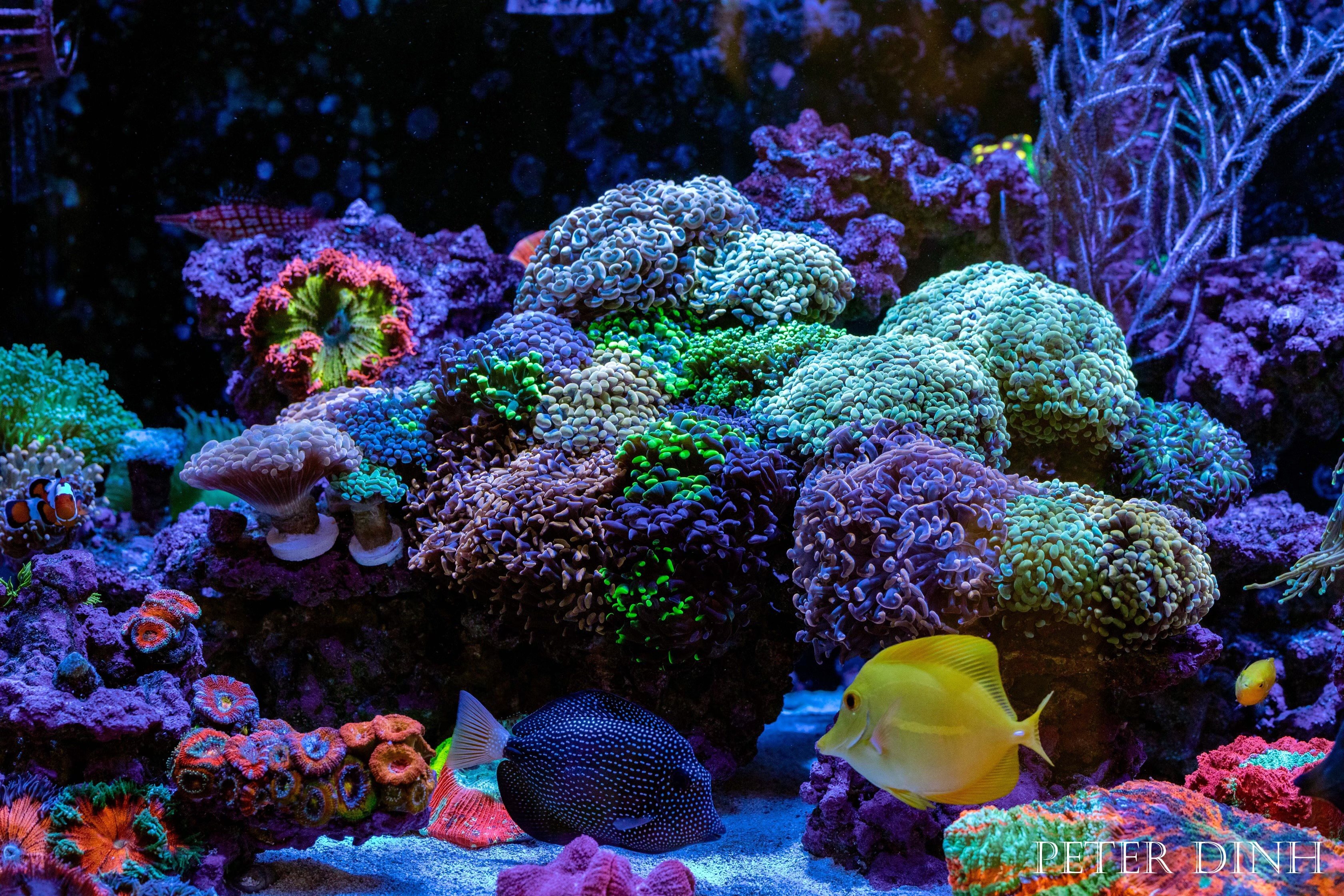 Peter Dinh Reef Tank