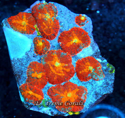 Extreme Corals Rhodactis Mushroom