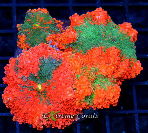 Extreme Corals Ricordia Mushroom