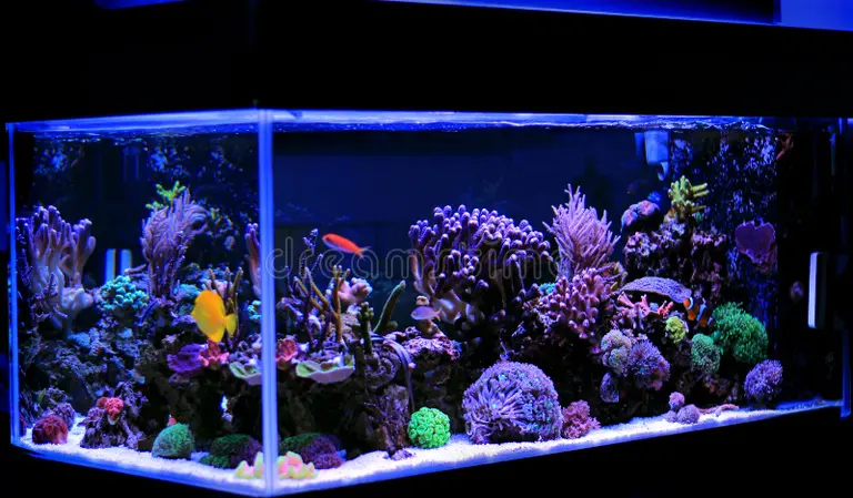 Extreme Corals Best Beginner Corals for Reef Tanks: Easy Coral Types, Tank Requirements and Care Guide..