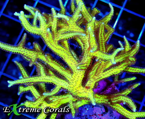 Bird's Nest Coral